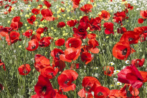 Een gebied van bloeiende heldere rode papavers — Stockfoto