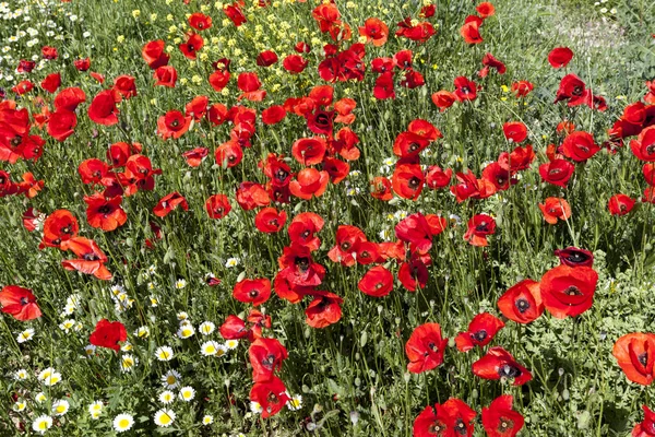 Een gebied van bloeiende heldere rode papavers — Stockfoto