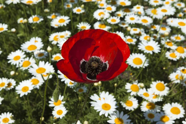 Grote klaproos bloem op het veld — Stockfoto