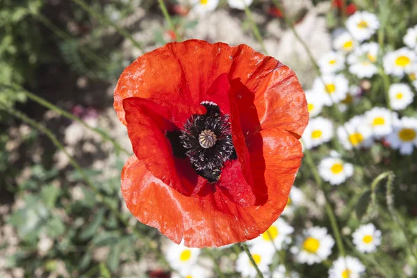 Grande flor de papoula em um campo de margaridas. Fundo floral bonito . — Fotografia de Stock