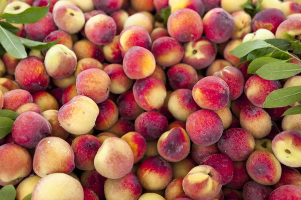 Сочные сладкие сицилийские персики, большой план в фермерском магазине . — стоковое фото