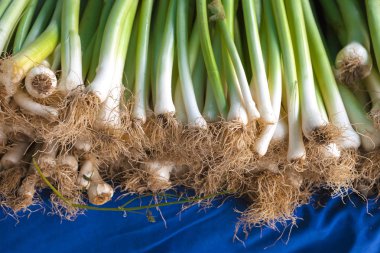 Çiftlik Dükkanı closeup tezgahın üzerine yeşil soğan.