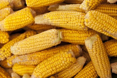 Olgun sarı mısır koçanı yakın çekim Iowa ABD çiftçiler Market.