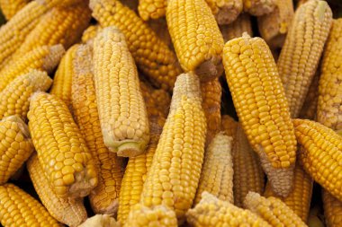 Olgun sarı mısır koçanı yakın çekim Iowa ABD çiftçiler Market.
