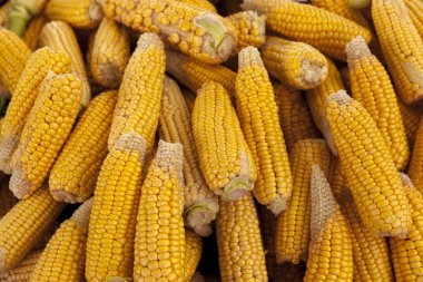 Olgun sarı mısır koçanı yakın çekim Iowa ABD çiftçiler Market.