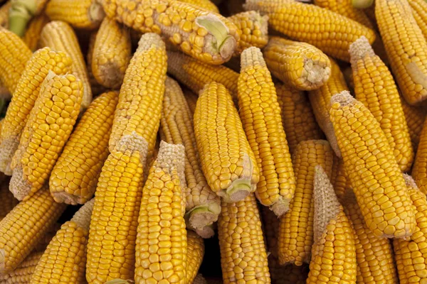 Maïs jaune mûr épis gros plan sur le marché fermier de l'Iowa États-Unis . — Photo