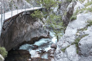 Su boylayacağız. Dağ nehir, orman yeşil hızlı şelale.