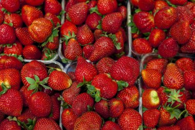 Olgun sulu çilek portre. Bir etiket reçel, berry reçeli, çilek suyu, meyve şarap için büyük arka plan