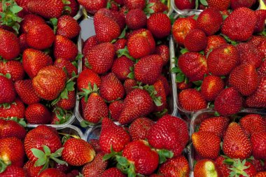 Olgun sulu çilek portre. Bir etiket reçel, berry reçeli, çilek suyu, meyve şarap için büyük arka plan