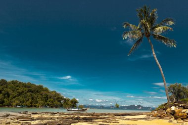 Hindistan cevizi palmiye ağaçları ile plaj. Tayland Adaları.