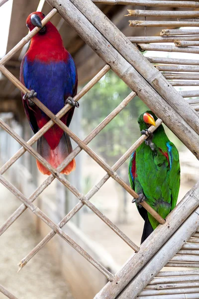 Un paio di pappagalli di ara siedono su un ramo dello zoo . — Foto Stock