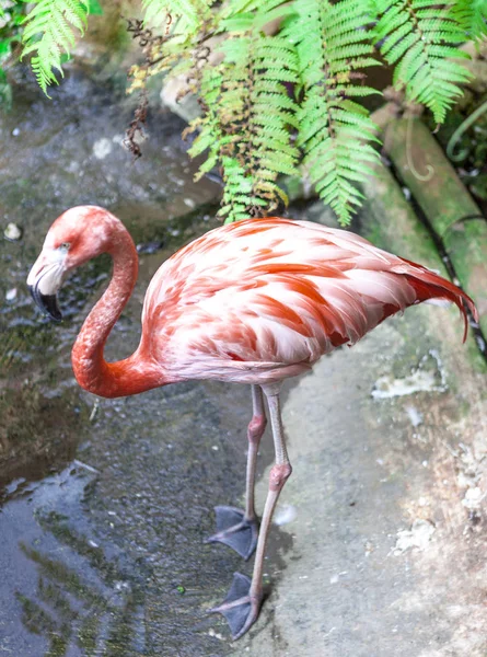 Duży ptak flamingo spacery w przedszkolu zoo. — Zdjęcie stockowe