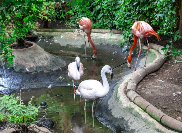 Un par de flamencos están caminando en el zoológico. Un gran pájaro flamenco camina en el vivero del zoológico. . — Foto de Stock