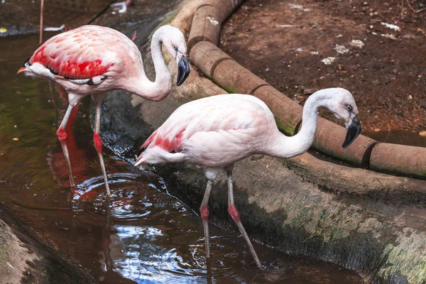 Une paire de flamants roses marchent dans le zoo.Un grand oiseau flamant rose marche dans la pépinière du zoo . — Photo