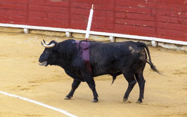 Zkrvavený býk. Španělské koridy. Rozzuřený býk útoky toreadorovi. — Stock fotografie
