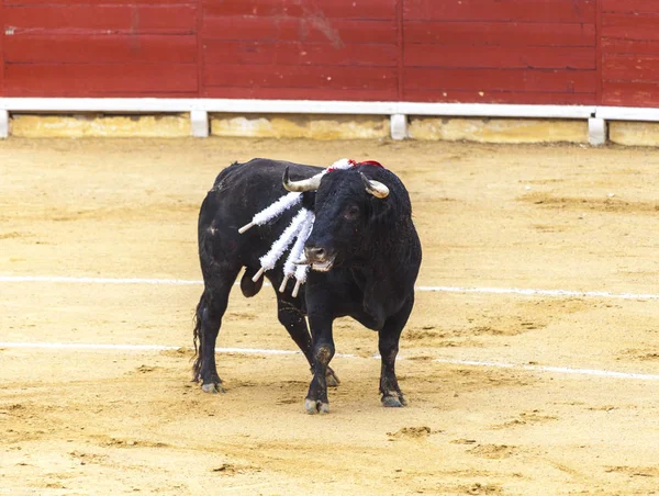 血まみれになる牛。スペインの闘牛。激怒の雄牛闘牛士を攻撃します。. — ストック写真