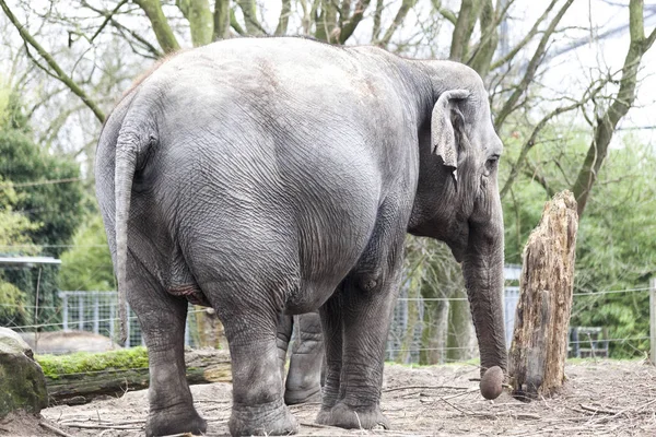 Elefante indiano. Elefante indiano nella voliera dello zoo — Foto Stock