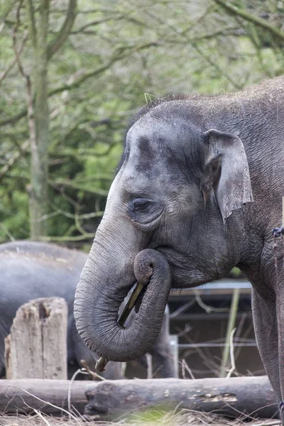 Elefante indiano. Elefante indiano nella voliera dello zoo — Foto Stock