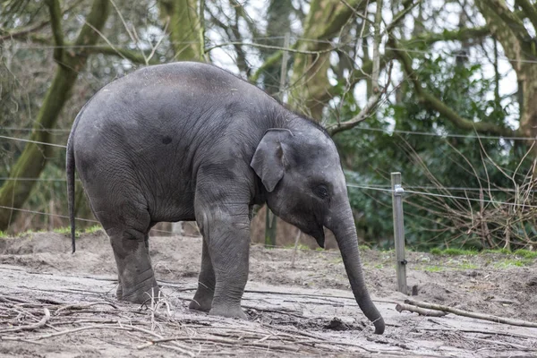 Elefante indiano. Elefante indiano nella voliera dello zoo — Foto Stock