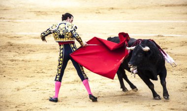 Corrida de toros. İspanyol boğa güreşi. . Öfkeli boğa Boğa güreşçisi saldırıları.