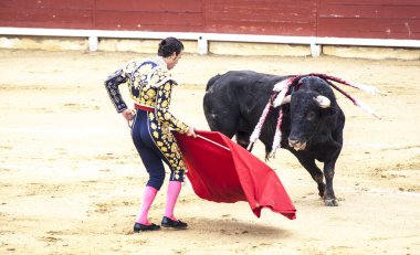İspanyol boğa güreşi. . Öfkeli boğa Boğa güreşçisi saldırır. Corrida de toros.