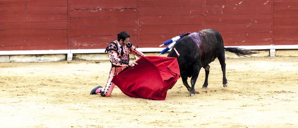 Битва биком і людиною. Розлючений бик атак на тореадора. Іспанія 2017 07.25.2017. Монументальна корида Vinaros de toros. Іспанська кориди. — стокове фото