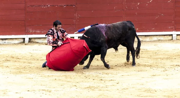 Boğa ve adam Savaşı. Öfkeli boğa Boğa güreşçisi saldırır. İspanya 2017 07.25.2017. Vinaros anıtsal Corrida de toros. İspanyol boğa güreşi. — Stok fotoğraf