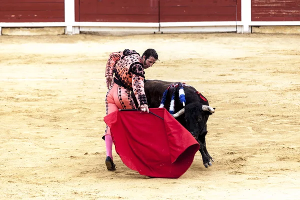 Slaget om tjuren och mannen. Rasande tjuren angriper tjurfäktaren. Spanien 2017 07.25.2017. Vinaros monumentala Corrida de toros. Spanska tjurfäktningen. — Stockfoto