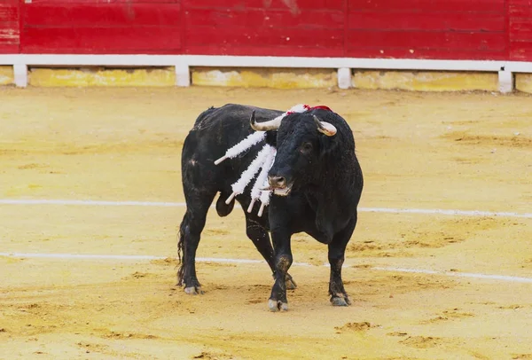 Un taureau blessé, avec des pics dans le dos. Corrida. Une grande corrida espagnole . — Photo