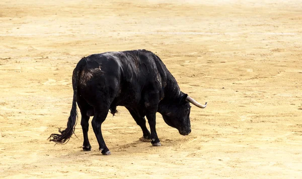 Um touro ferido, com picos nas costas. Corrida. Um grande touro espanhol lutando . — Fotografia de Stock