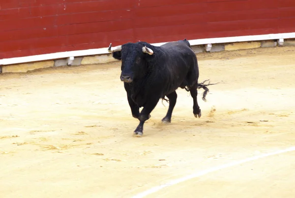 Taureau en colère Tauromachie. Une grande corrida espagnole . — Photo