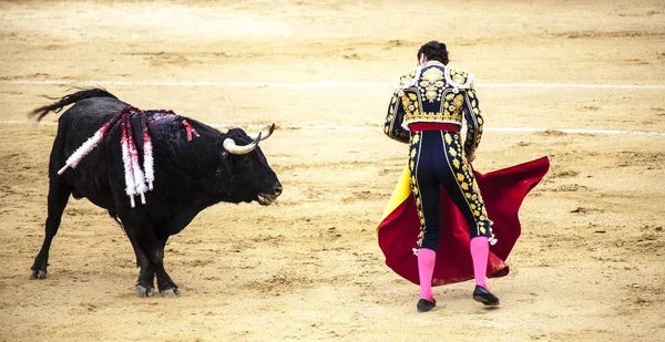 コリーダ ・ デ ・ トロス。スペインの闘牛。.激怒の雄牛闘牛士を攻撃します。. — ストック写真