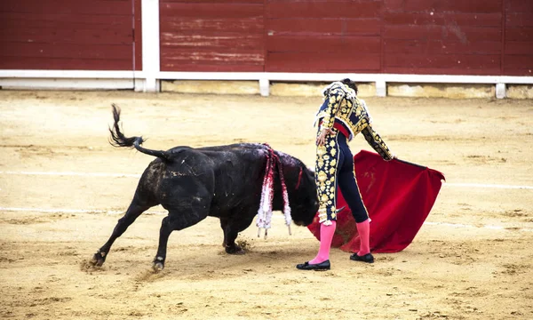 スペインの闘牛。.激怒の牛は闘牛士を攻撃します。コリーダ ・ デ ・ トロス. — ストック写真