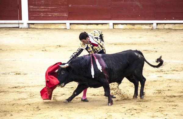 Spanyol bikaviadal. . A feldühödött bika támadások a híres bikaviador. A Corrida de toros. — Stock Fotó