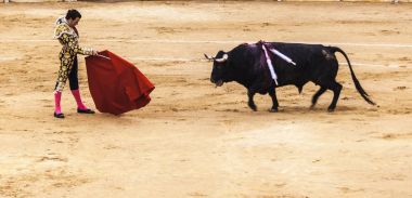Kızgın bir alay cesur matador arenada boğa yaralı. İspanyol boğa güreşi. . Öfkeli boğa Boğa güreşçisi saldırır. Corrida de toros.