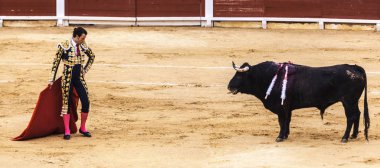 Yaralı bir boğa Torero saldırmaya hazırlanıyor. Öfkeli boğa Boğa güreşçisi saldırır. Corrida de toros.