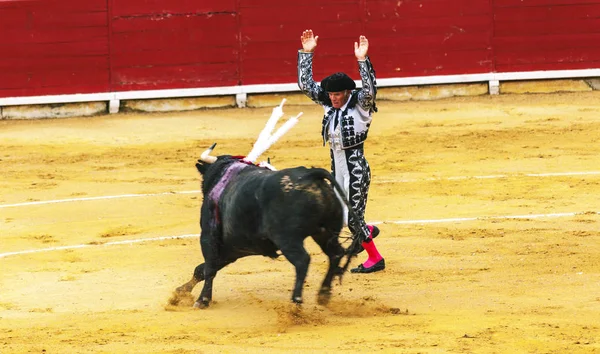 Spanyol bikaviadal. . A feldühödött bika támadások a híres bikaviador. A Corrida de toros. — Stock Fotó