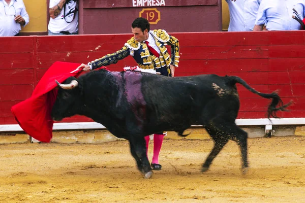 İspanyol boğa güreşi. . Öfkeli boğa Boğa güreşçisi saldırır. Corrida de toros.