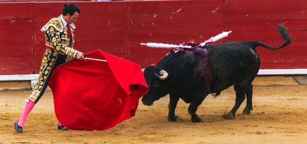 スペインの闘牛。.激怒の牛は闘牛士を攻撃します。コリーダ ・ デ ・ トロス. — ストック写真