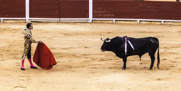 Kızgın bir alay cesur matador arenada boğa yaralı. İspanyol boğa güreşi. . Öfkeli boğa Boğa güreşçisi saldırır. Corrida de toros.