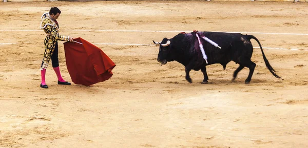 Kızgın bir alay cesur matador arenada boğa yaralı. İspanyol boğa güreşi. . Öfkeli boğa Boğa güreşçisi saldırır. Corrida de toros.