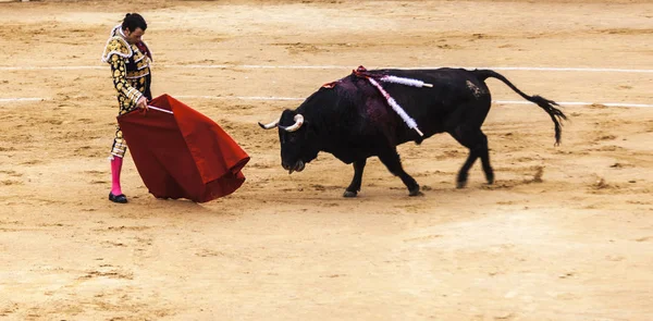 Kızgın bir alay cesur matador arenada boğa yaralı. İspanyol boğa güreşi. . Öfkeli boğa Boğa güreşçisi saldırır. Corrida de toros.