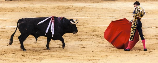 勇敢な闘牛アリーナで怒っている負傷者牛をからかいます。スペインの闘牛。.激怒の牛は闘牛士を攻撃します。コリーダ ・ デ ・ トロス. — ストック写真