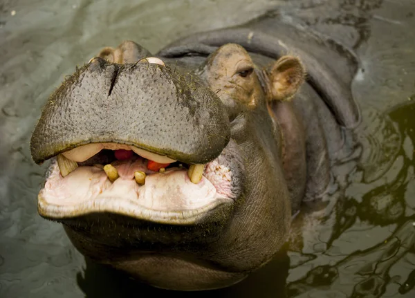 Un gran Behemoth. Hipopótamo con boca abierta en agua . —  Fotos de Stock