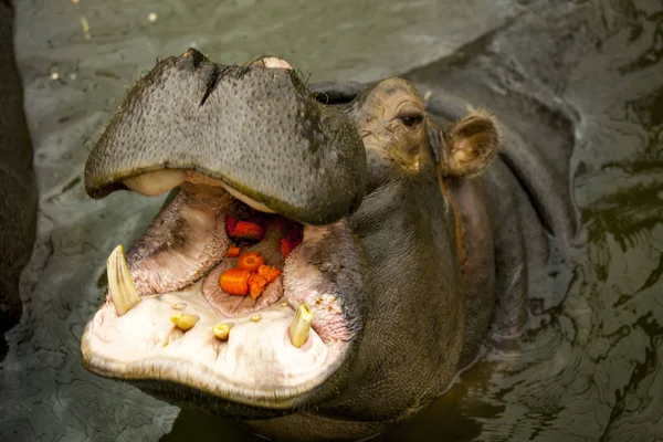 Ένα μεγάλο Behemoth. Ιπποπόταμος με ανοιχτό το στόμα με νερό. — Φωτογραφία Αρχείου