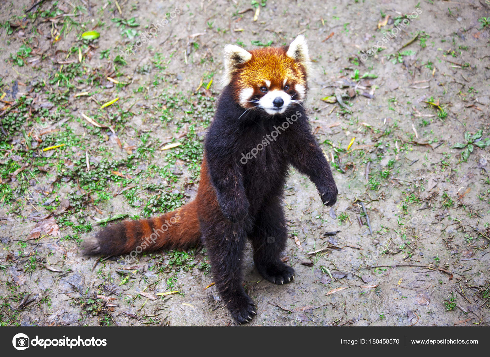Red Panda. Red Panda stands on its hind legs.Red Panda closeup