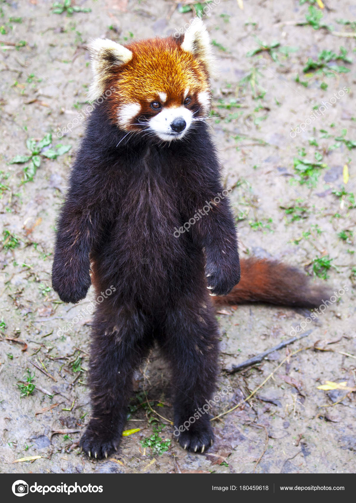 Red Panda. Red Panda stands on its hind legs.Red Panda closeup