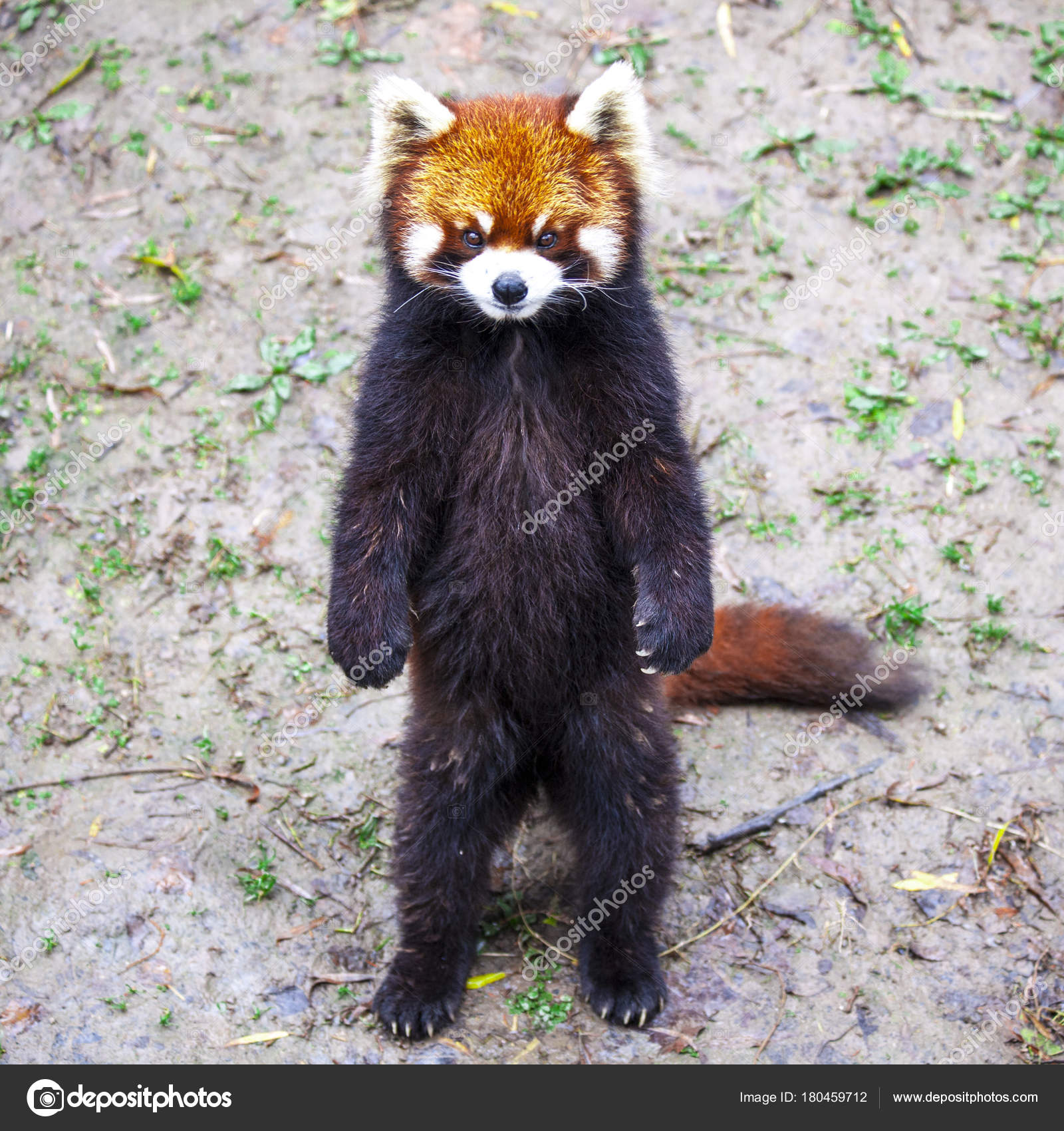 Panda-vermelho. Panda vermelho está em suas patas ...