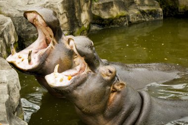 Suaygırları nehirde birkaç. Suaygırları ağızları gıda için bekleyen açıldı.