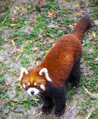 Red Panda. Red Panda arka ayakları üzerinde duruyor. Red Panda portre.
